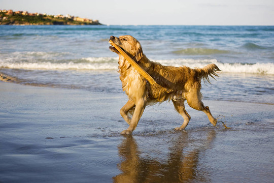 金毛獵犬