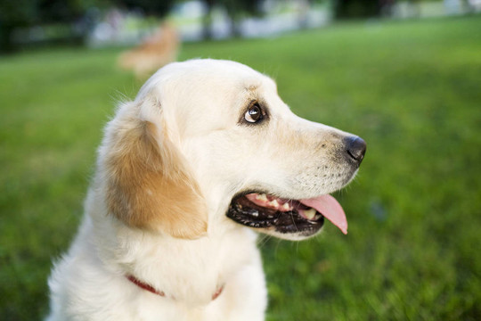 金毛獵犬