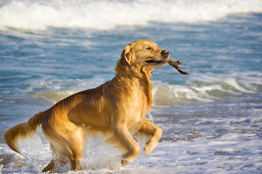 金毛獵犬