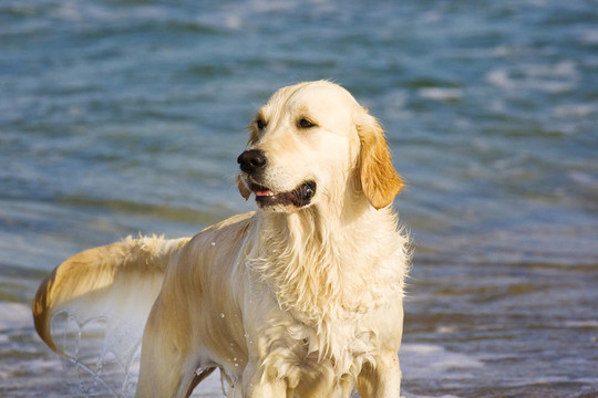 金毛獵犬