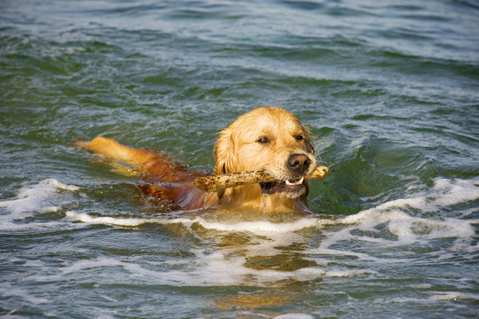 金毛獵犬