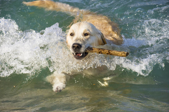 金毛獵犬