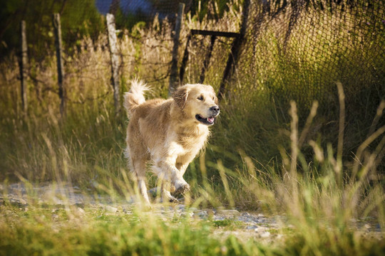 金毛獵犬奔跑