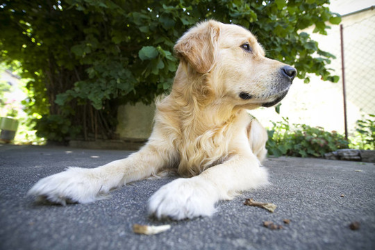 金毛獵犬