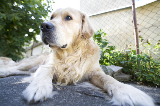 金毛獵犬