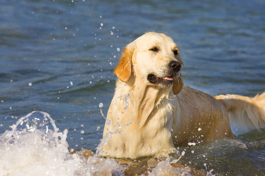 金毛獵犬