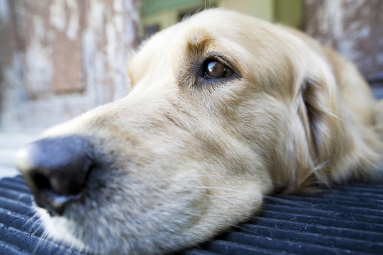 金毛獵犬