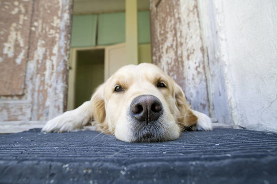 金毛獵犬