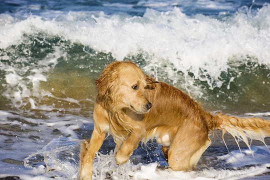 金毛獵犬