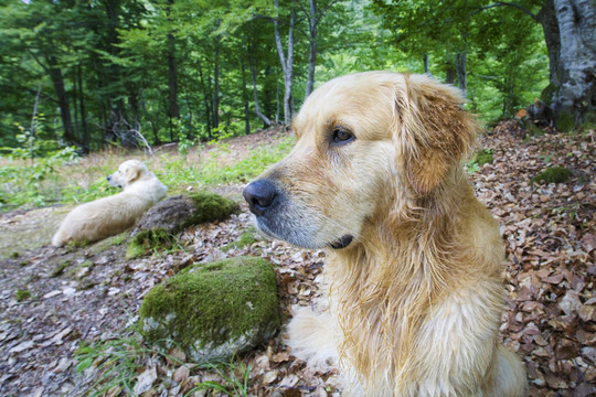 金毛獵犬