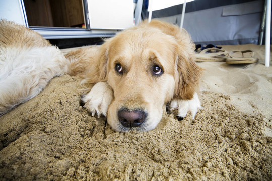 金毛獵犬