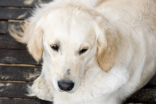 金毛獵犬