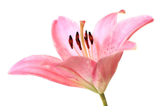 粉紅莉莉