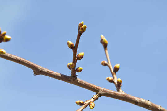 芽枝