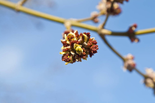 芽枝