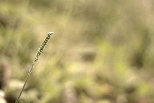 小草