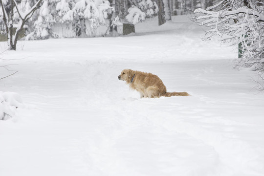 金毛獵犬在雪中