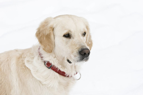 金毛獵犬在雪中