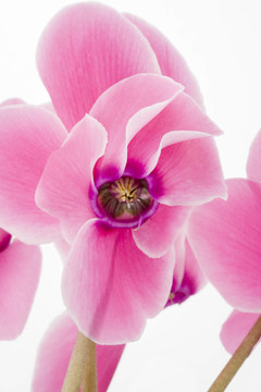 仙客來(lái)的花