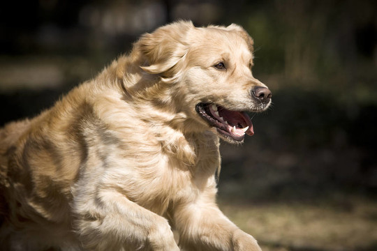 金毛獵犬