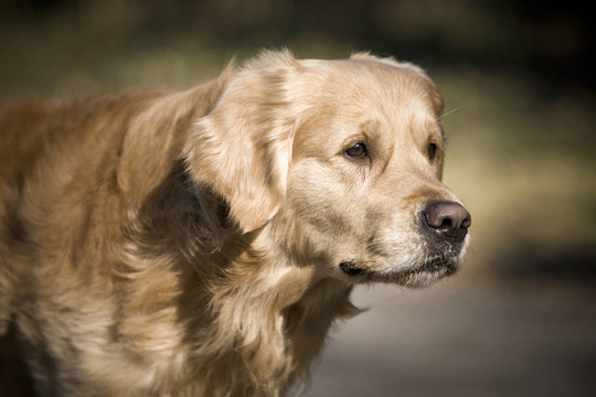 金毛獵犬