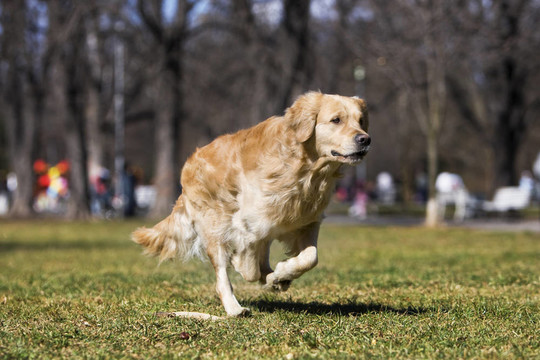金毛獵犬