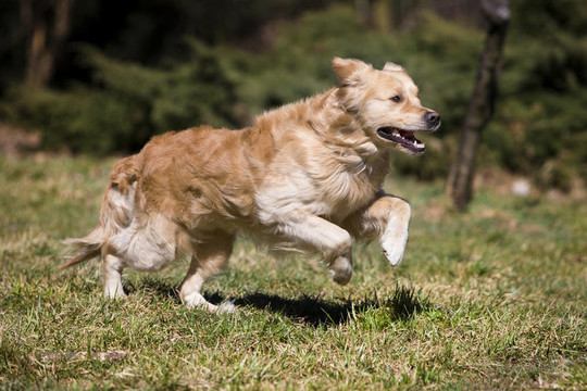 金毛獵犬