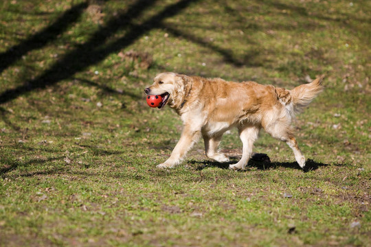 金毛獵犬
