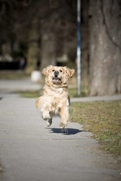金毛獵犬