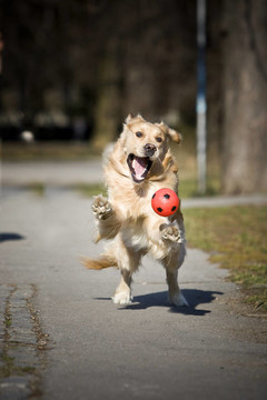 金毛獵犬