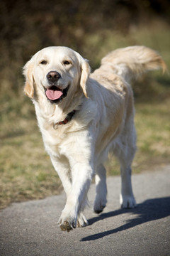金毛獵犬