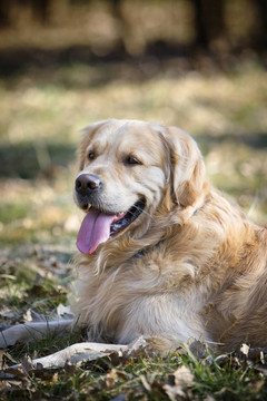 金毛獵犬