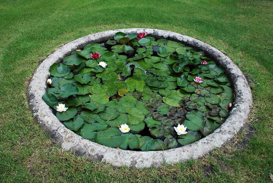 帶水荷花的花園池塘