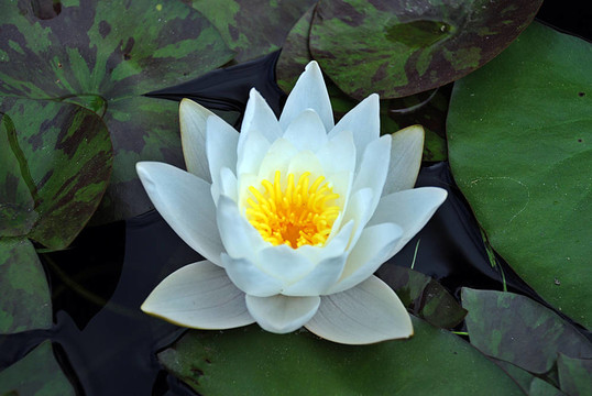 白蓮花
