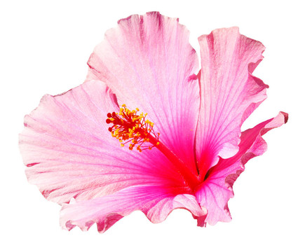 粉紅色的芙蓉花