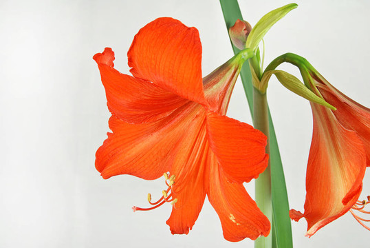 紅孤挺花