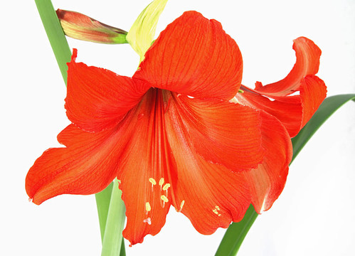 紅amarylis