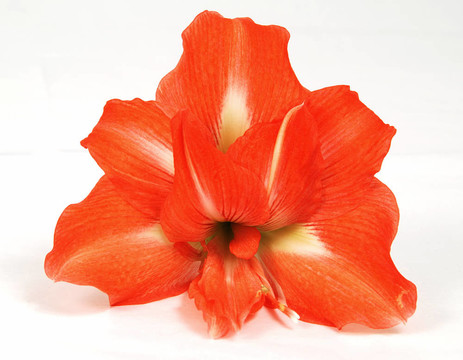 紅孤挺花