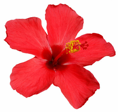 木槿花
