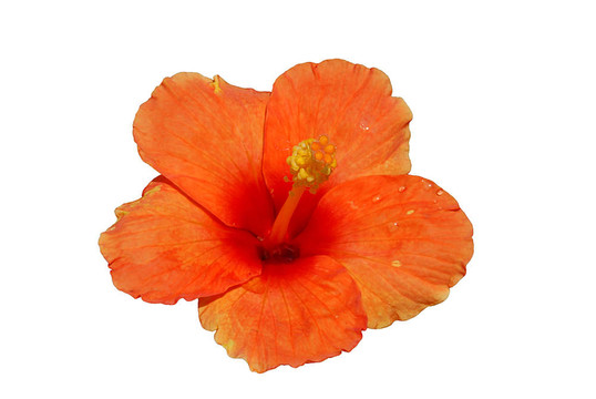 橙色的芙蓉