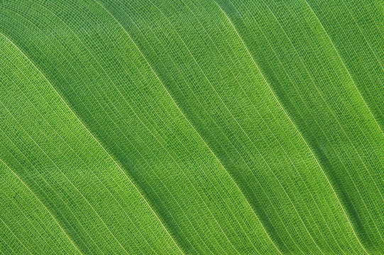 葉的細(xì)節(jié)