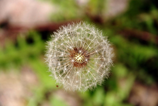 空中的蒲公英