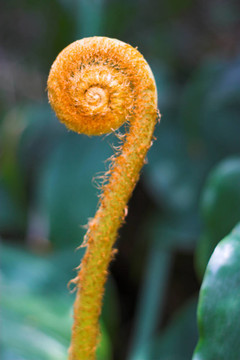橙色的蕨芽