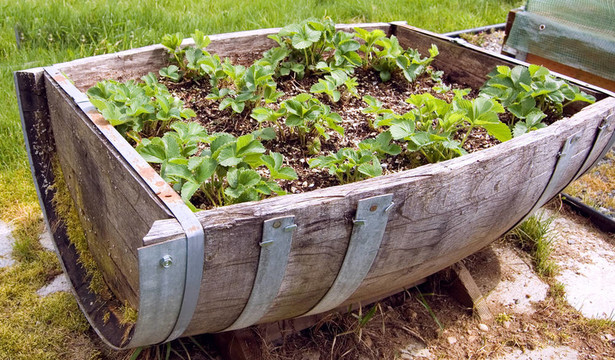 古董Barrel Strawberry Garden