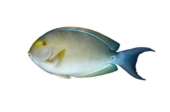 神仙魚在水族箱中分離