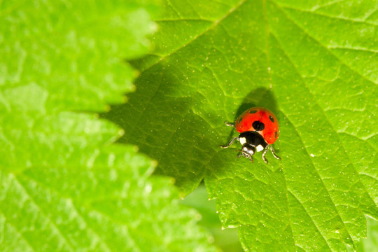 红瓢虫（七星瓢虫）在绿色的叶
