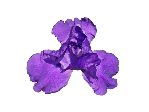 藍色的莉莉