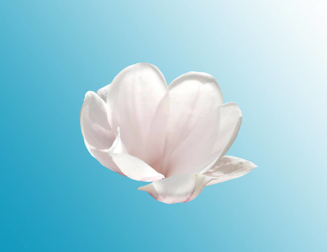 孤立的木蘭花