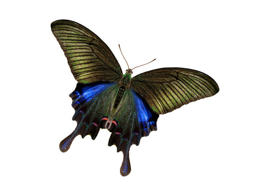 燕尾蝶系列（碧鳳蝶thrasymedes）