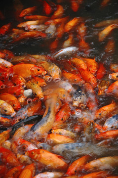 紅色的魚